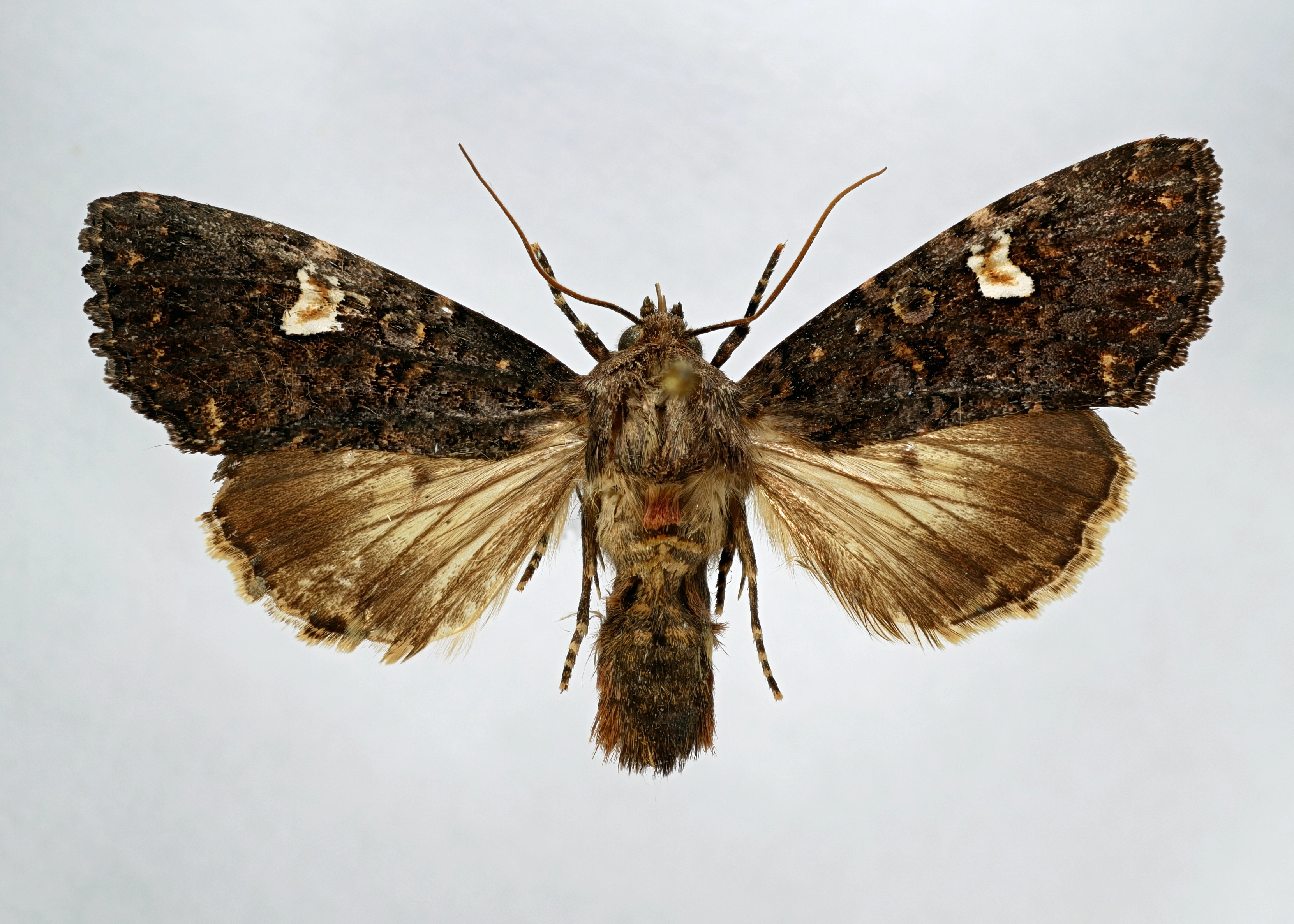 Melanchra Persicariae Perzikkruiduil boven Ab Baas coll DVS P1300985.jpg